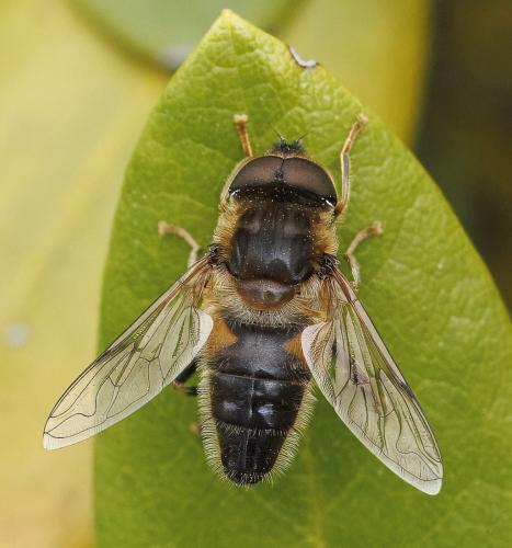 Réf. 339 268 : Eristalis pertinax