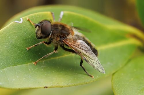 Réf. 339 269 : Eristalis pertinax