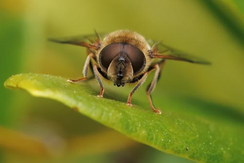 Eristalis pertinax