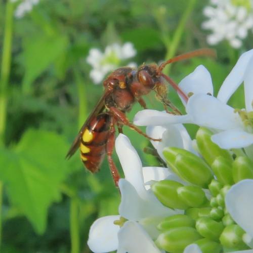 Réf. 339 582 : Nomada sp.