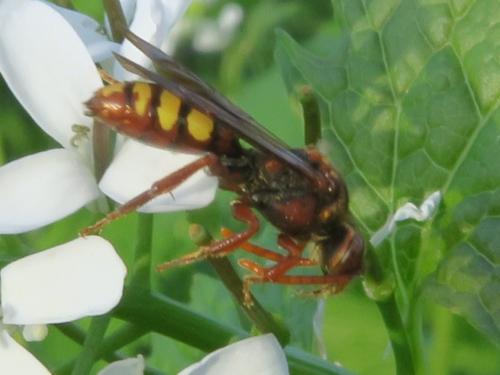 Réf. 339 642 : Nomada sp.