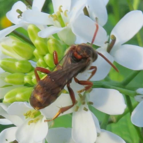Réf. 339 641 : Nomada sp.