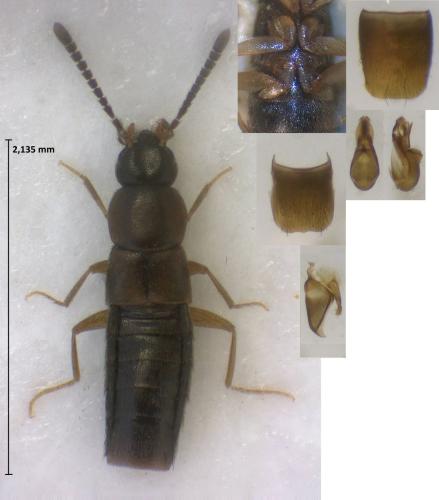 Acrotona oxypodoides