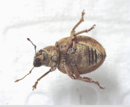 Réf. 339 606 : Strophosoma melanogrammum