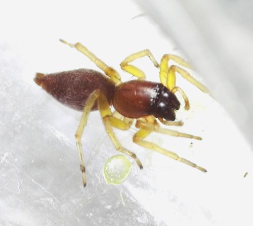 Clubiona brevipes