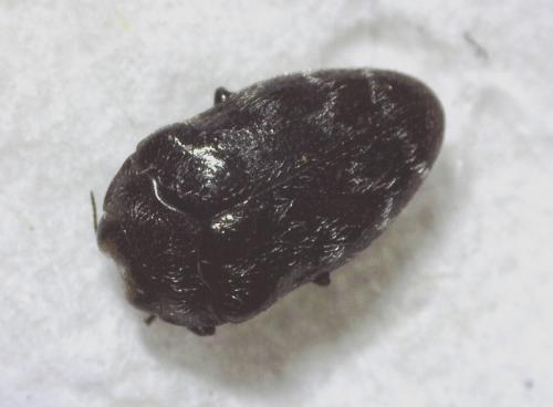 Réf. 339 678 : Trachys minutus
