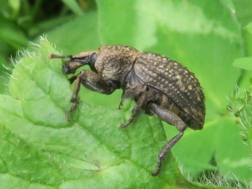 Minyops carinatus