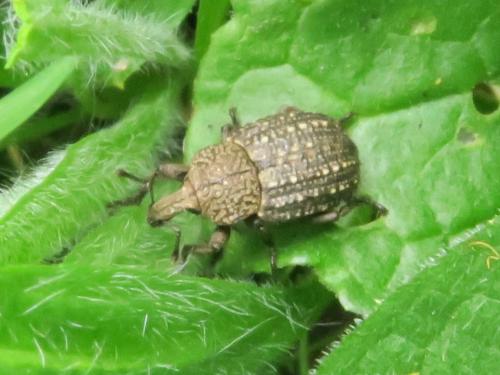 Minyops carinatus