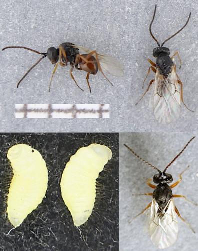 Diastrophus rubi