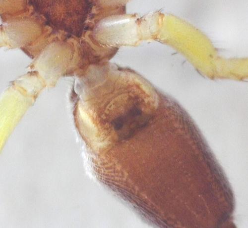 Clubiona brevipes