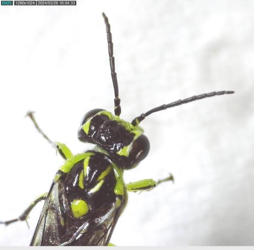 Cytisogaster genistae