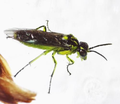 Réf. 339 217 : Cytisogaster genistae