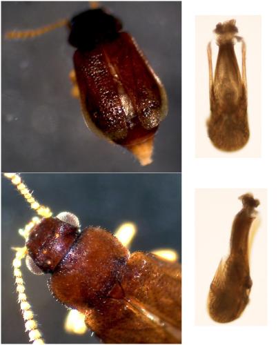 Réf. 339 248 : Eusphalerum anale