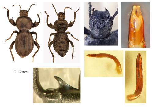 Réf. 339 644 : Scaurus sp.