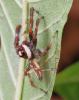 339002 – Photo : jpjepilou – Bénin