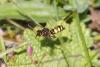 339676 – Photo : Jean-Claude Lablanquie – France (63)