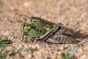 339696 – Photo : Christian Peyron – Espagne