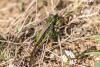 339697 – Photo : Christian Peyron – Espagne
