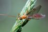 339200 – Photo : Michel Ehrhardt – France (68)