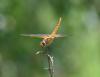 339123 – Photo : Jean-Claude Jamoulle – Afrique du Sud