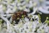 339578 – Photo : Daniel Ventard – France (71)