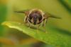 339270 – Photo : lguez – France (91)