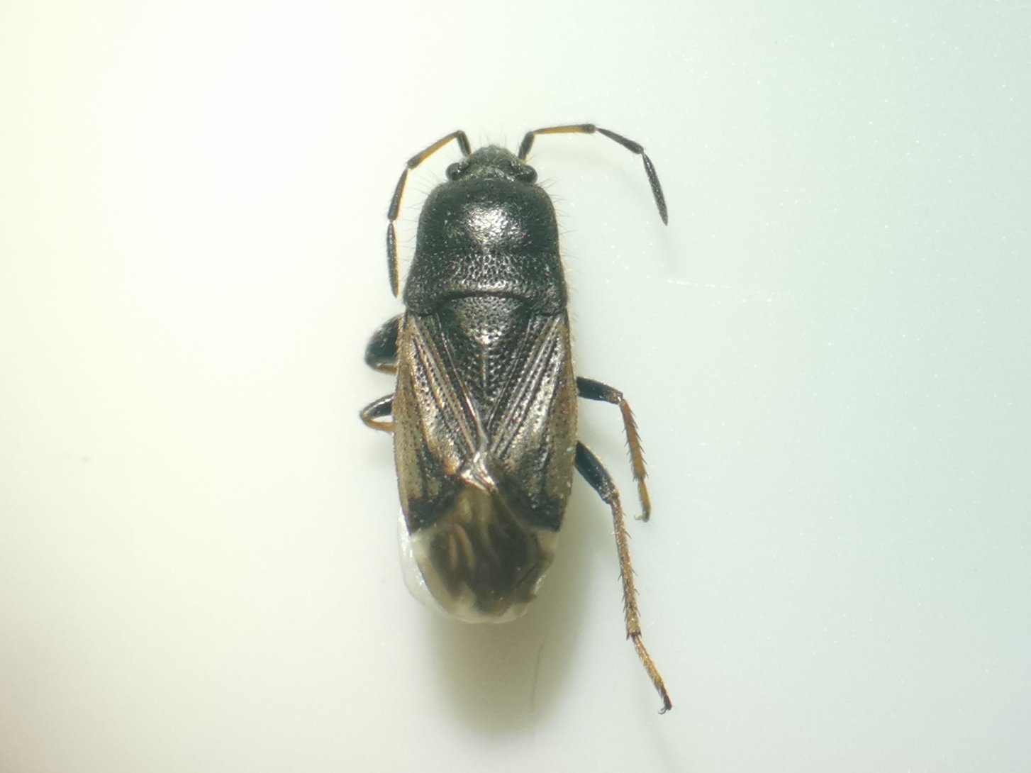 Yann Brilland - Megalonotus emarginatus - réf. 339648 (1454 x 1090 pixels, 102 ko)