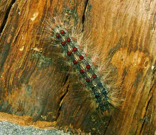 Lymantria dispar