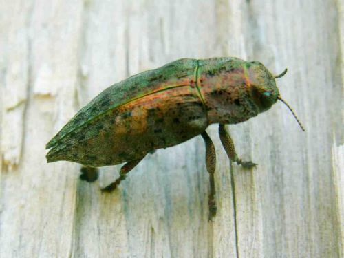 Dicerca berolinensis
