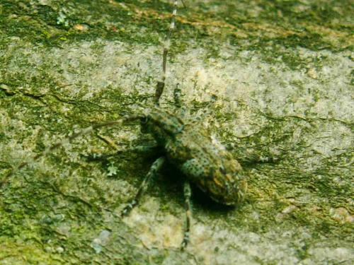 Mesosa nebulosa
