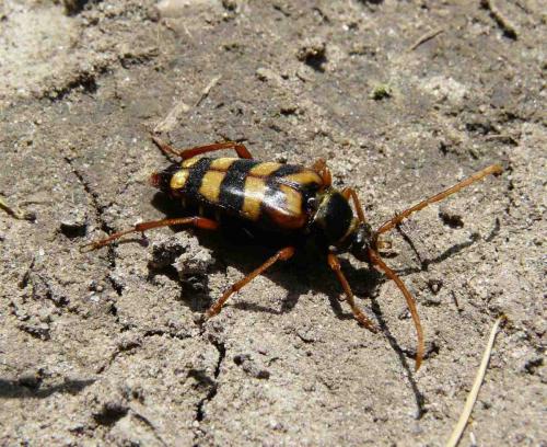 Leptura aurulenta