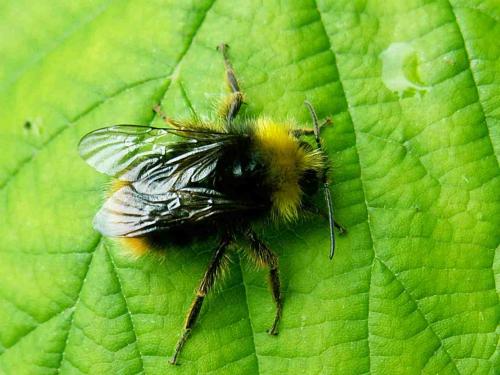 Bombus sp.