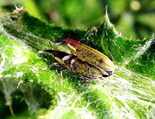 Réf. 34 882 : Lixus filiformis