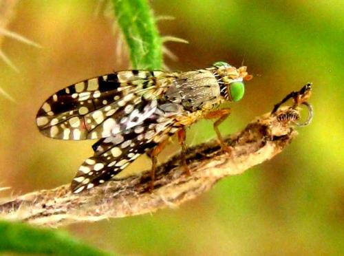 Réf. 34 926 : Tephritis sp.