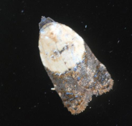 Réf. 34 088 : Acleris variegana