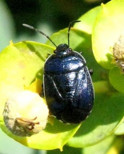 Canthophorus melanopterus