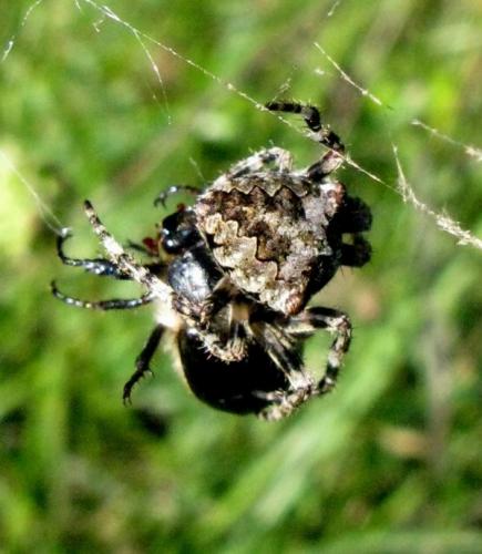 Araneus angulatus