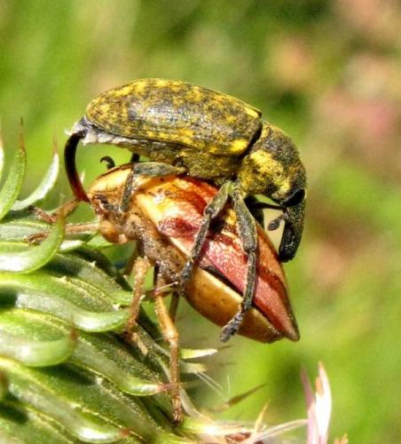 Réf. 34 063 : Larinus pollinis