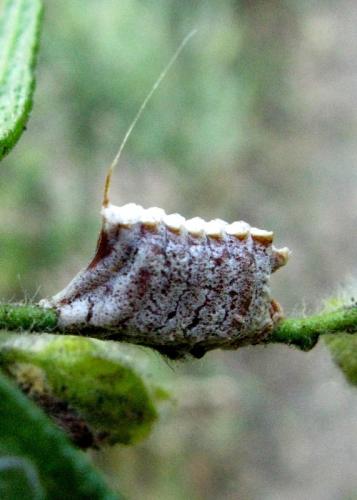 Réf. 34 065 : Empusa pennata