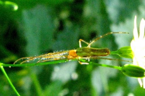 Tetragnatha sp.