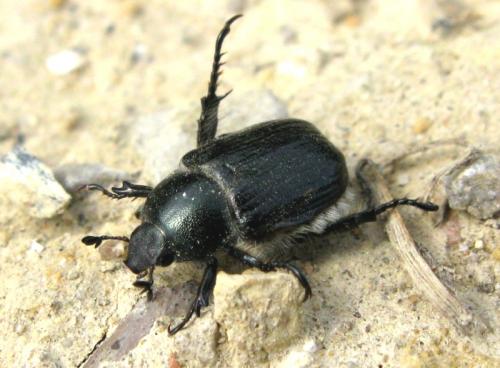 Réf. 34 629 : Anisoplia sp.