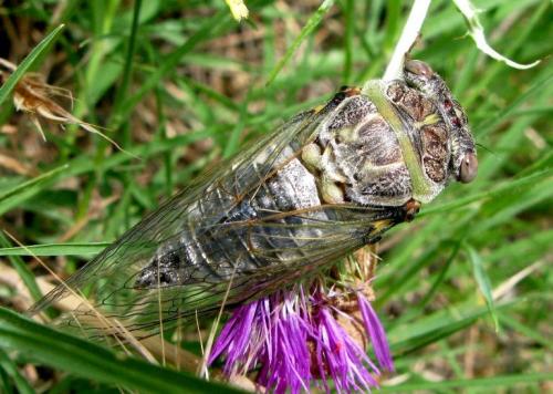 Lyristes plebejus