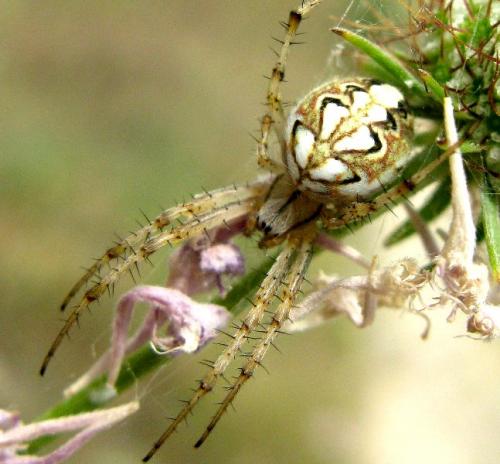 Réf. 34 166 : Neoscona adianta