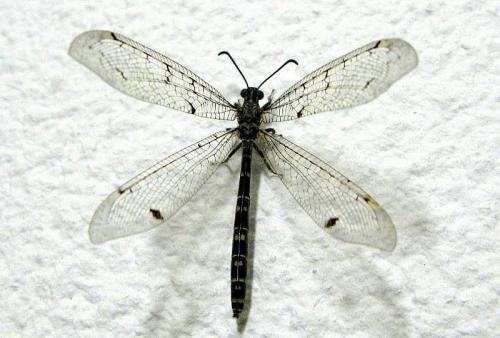 Réf. 34 165 : Distoleon tetragrammicus