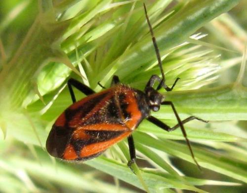 Brachycoleus triangularis