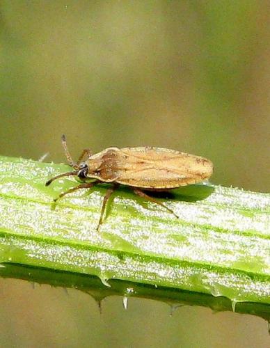 Réf. 34 633 : Tingis auriculata