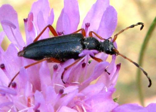 Stictoleptura stragulata