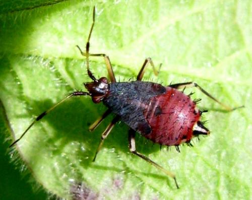 Réf. 34 457 : Deraeocoris ruber