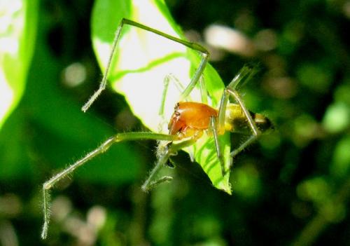Cheiracanthium sp.