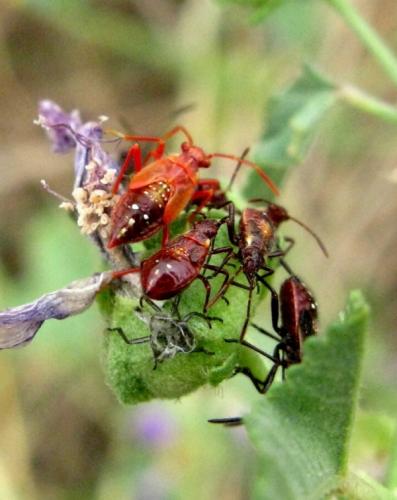 Liorhyssus hyalinus
